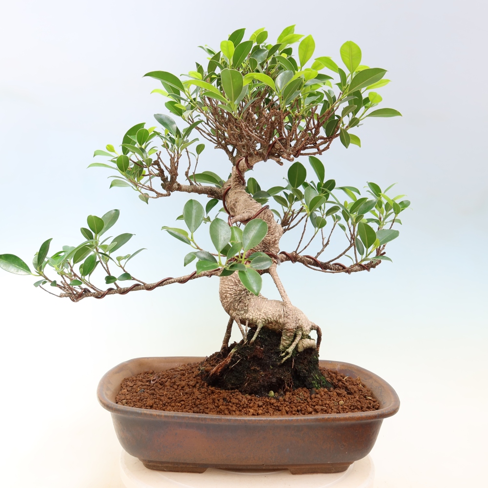 Room bonsai - Ficus kimmen - small-leaved ficus