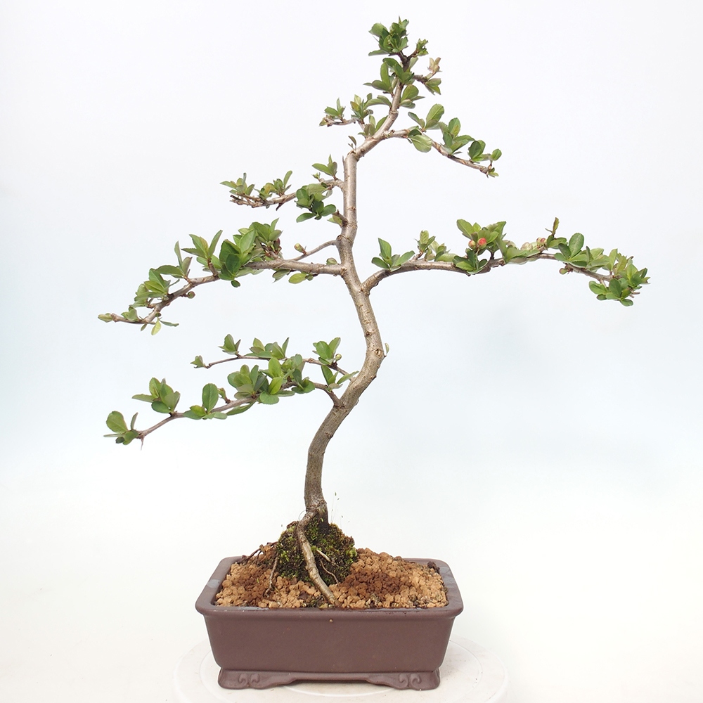 Outdoor bonsai - Chaneomeles sup. Nicoline - Quince