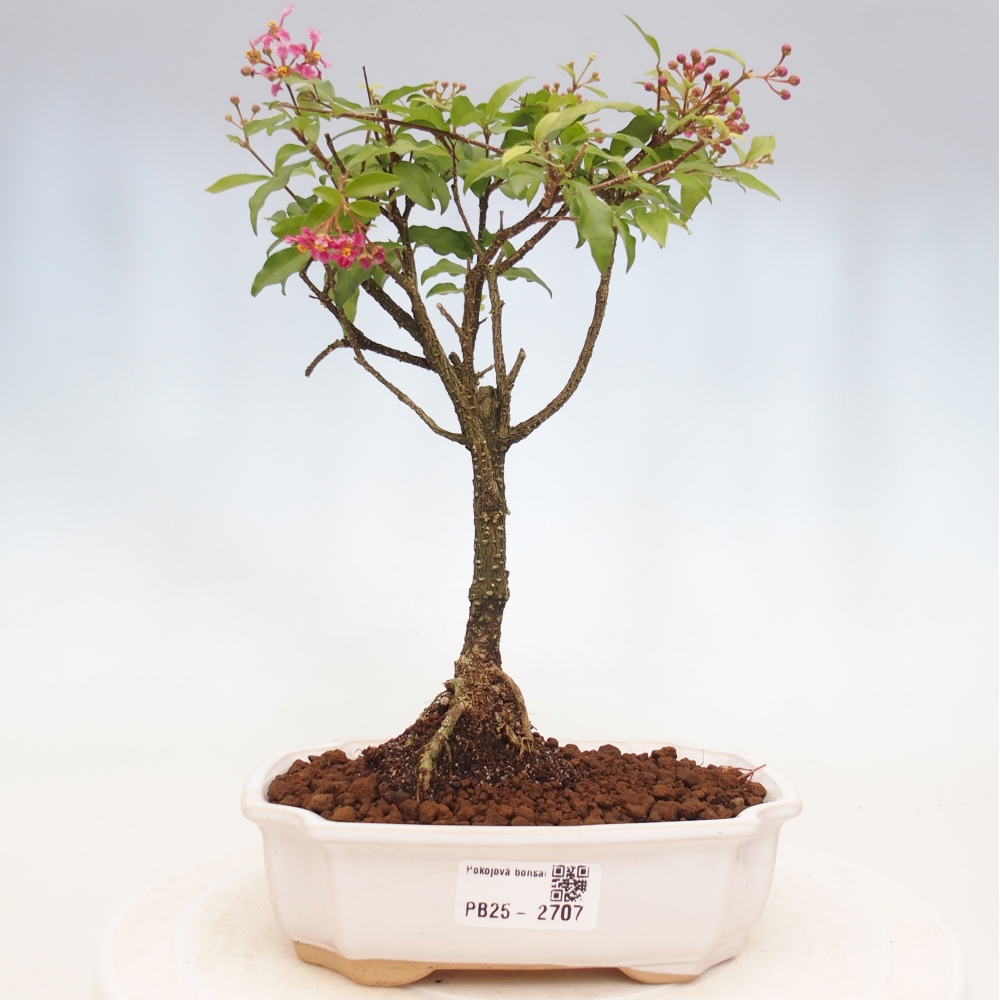 Room bonsai - Malpighia coccigera- Barbdorian cherry
