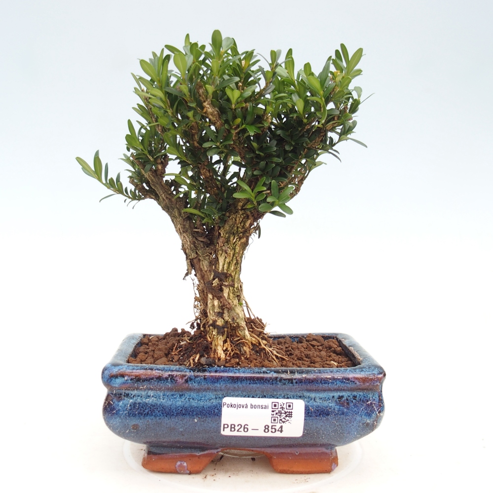Room bonsai - Buxus harlandii - cork buxus