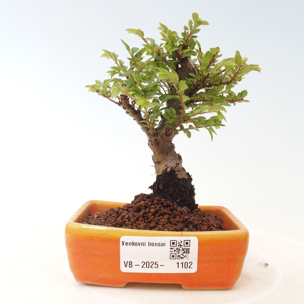 Outdoor bonsai - Ulmus parvifolia Sagei - Small-leaved elm