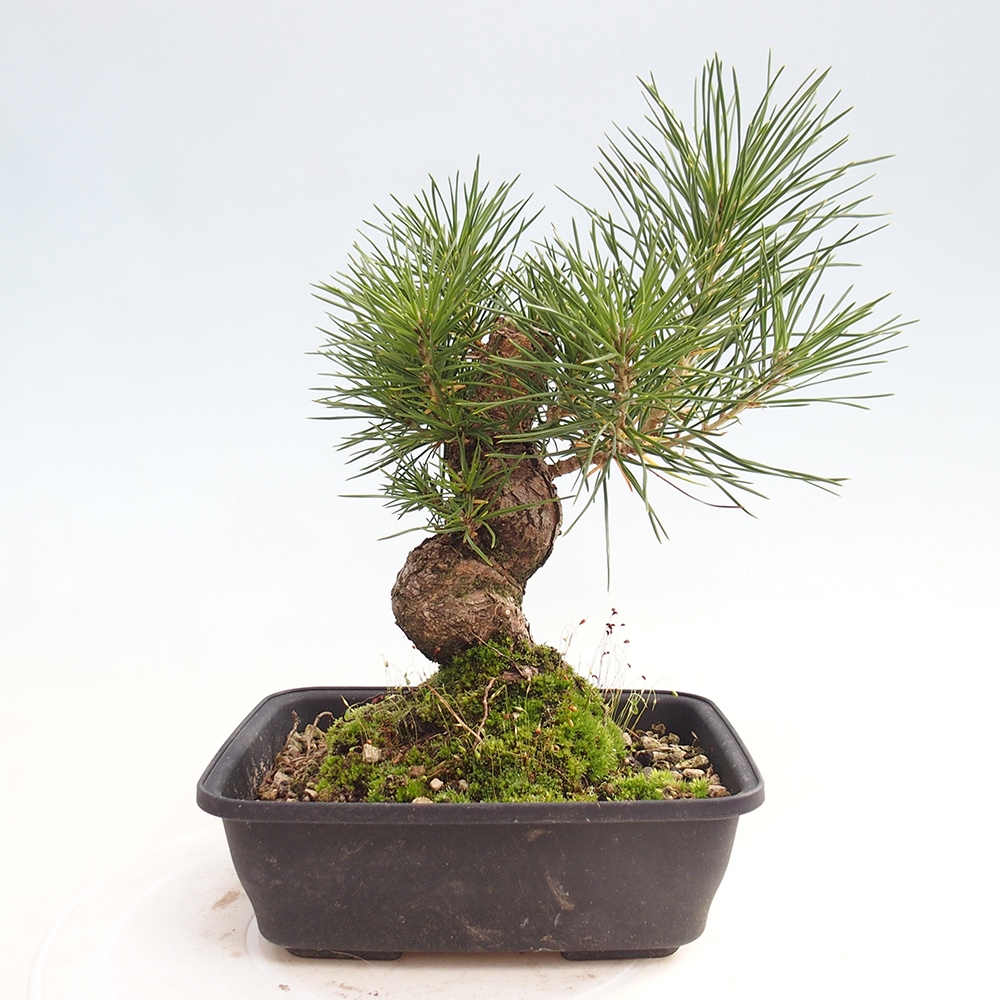 Outdoor bonsai - Pinus thunbergii - Thunberg pine