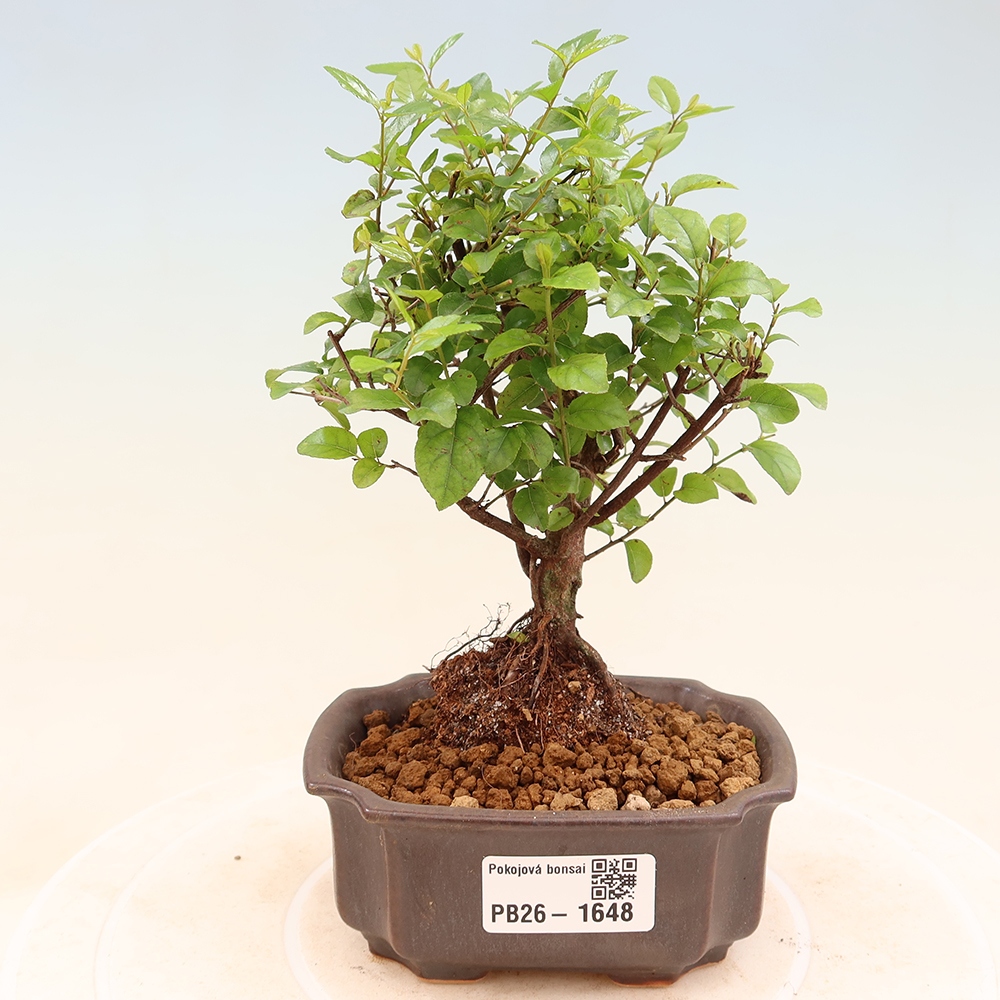 Room bonsai - Sageretia thea - Sageretia thea