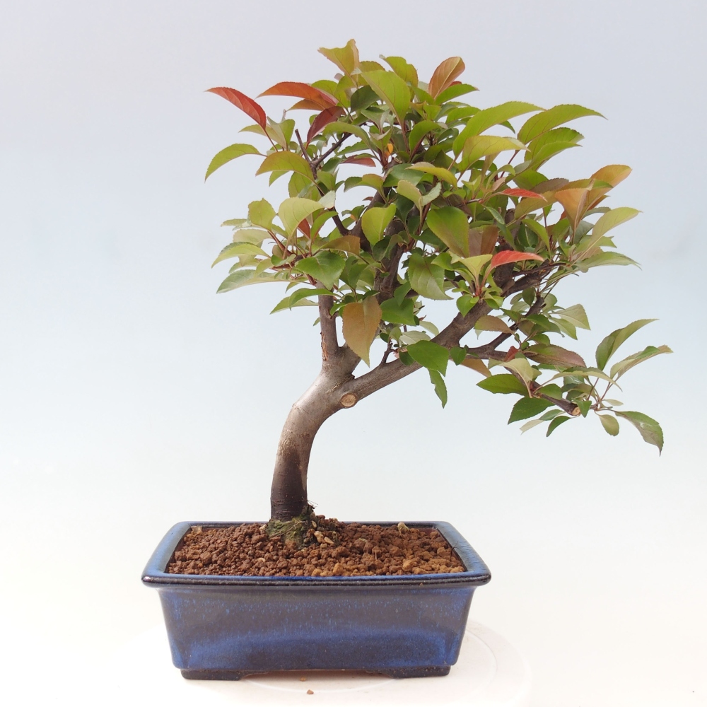 Outdoor bonsai - Malus domestica - Small-fruited red-leaved apple tree