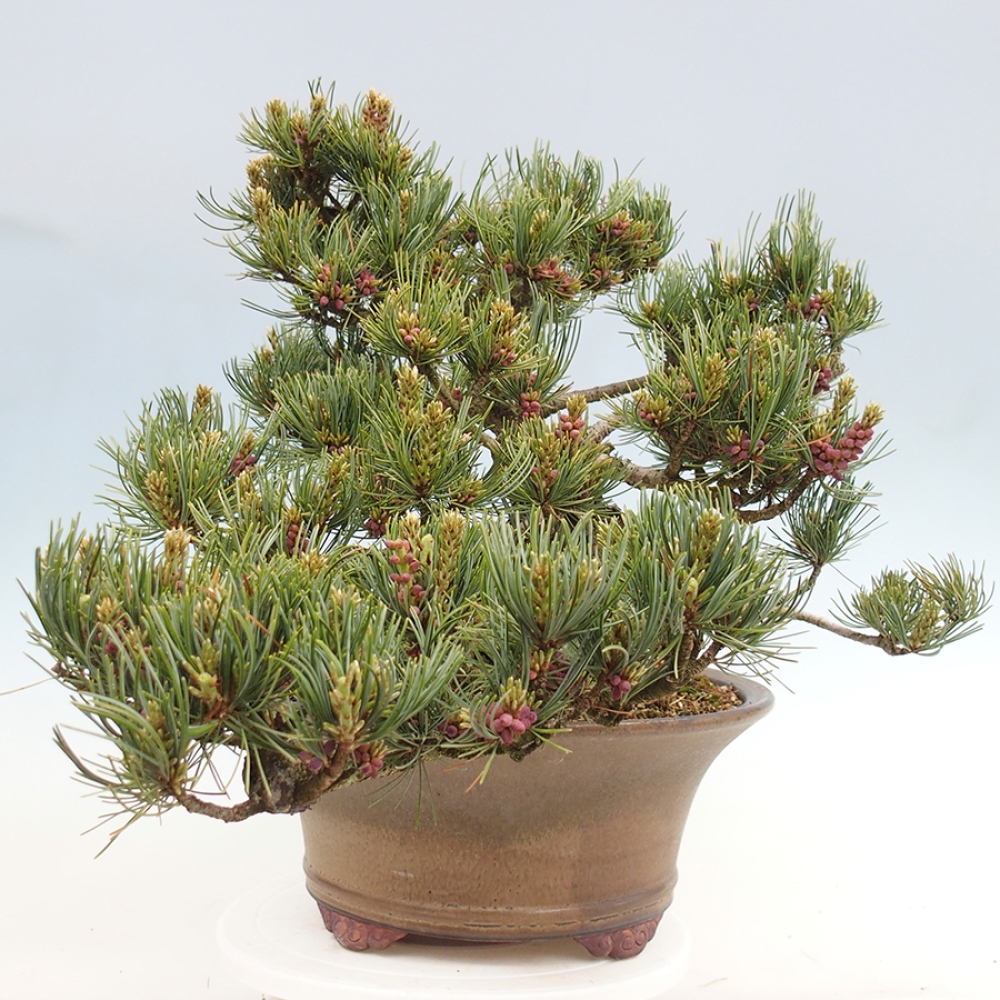 Outdoor bonsai - Pinus parviflora - Pinus parviflora