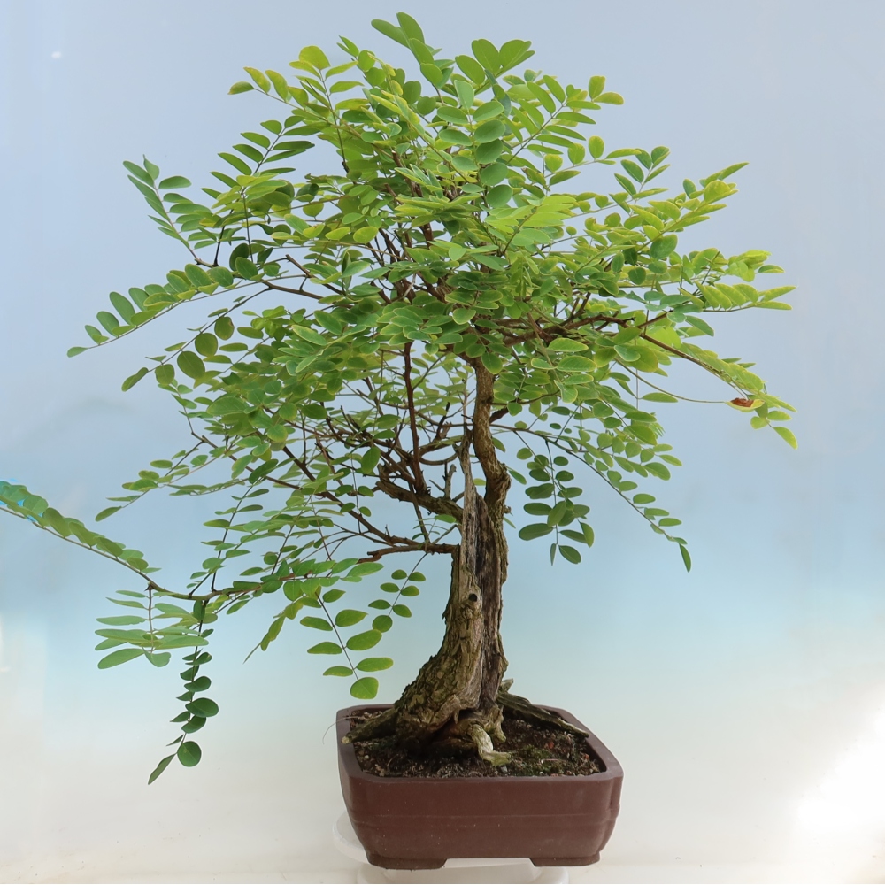 Outdoor Bonsai - Black Locust - Robinia pseudoacacia
