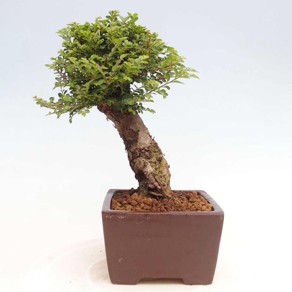 Outdoor bonsai - Ulmus parvifolia Hokkaido - Chinese elm