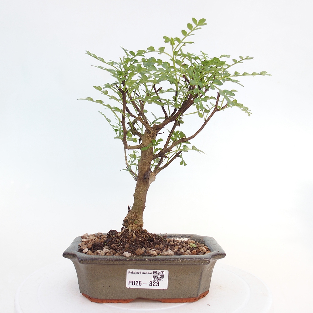 Room bonsai - Zantoxylum piperitum - pepper tree