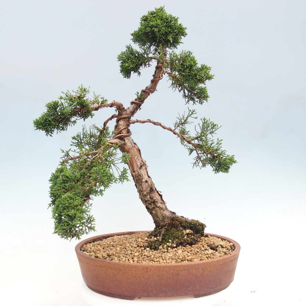 Outdoor bonsai - Juniperus chinensis Kishu