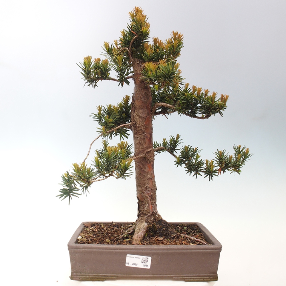 Outdoor bonsai - Taxus cuspidata - Japanese yew
