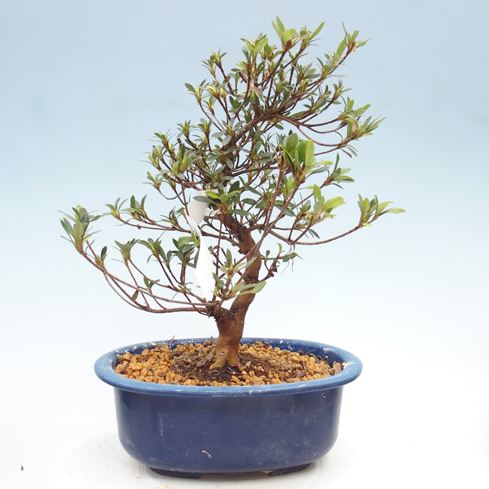 Outdoor bonsai - Japanese Azalea - Azalea Suigootome