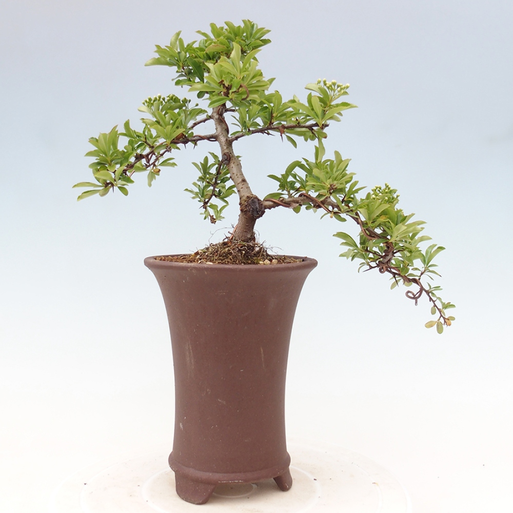 Outdoor Bonsai-Pyracanta Teton -Bakery