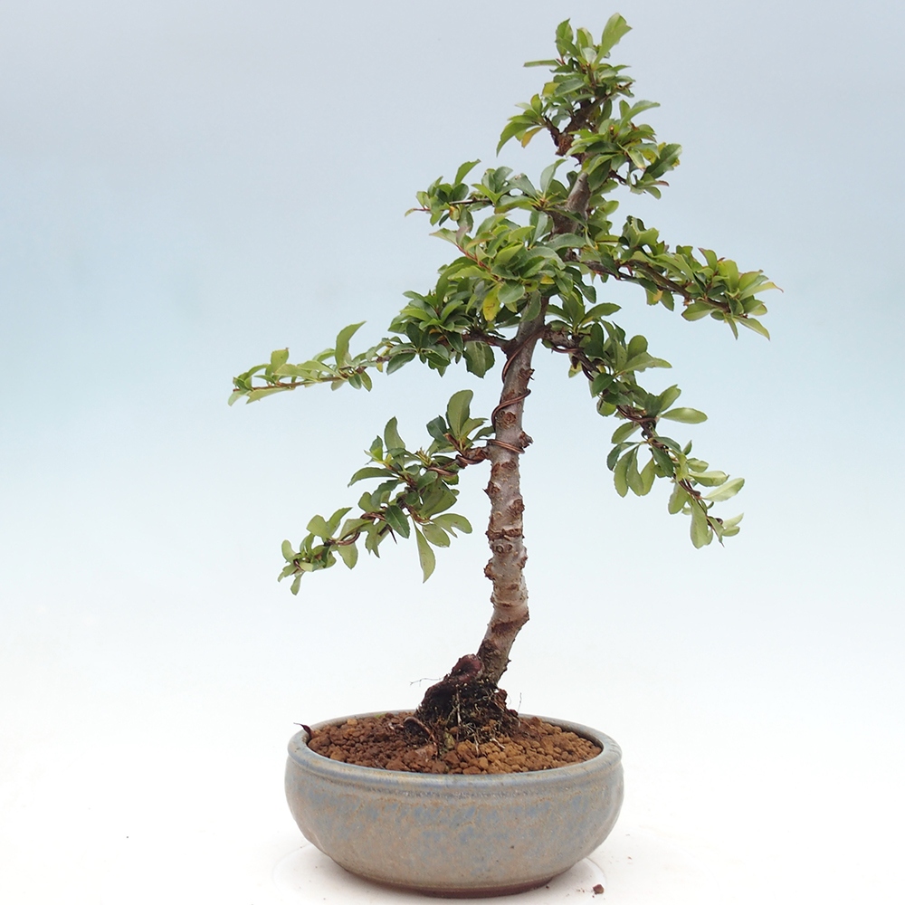 Outdoor bonsai-Pyracantha Teton -Hlox
