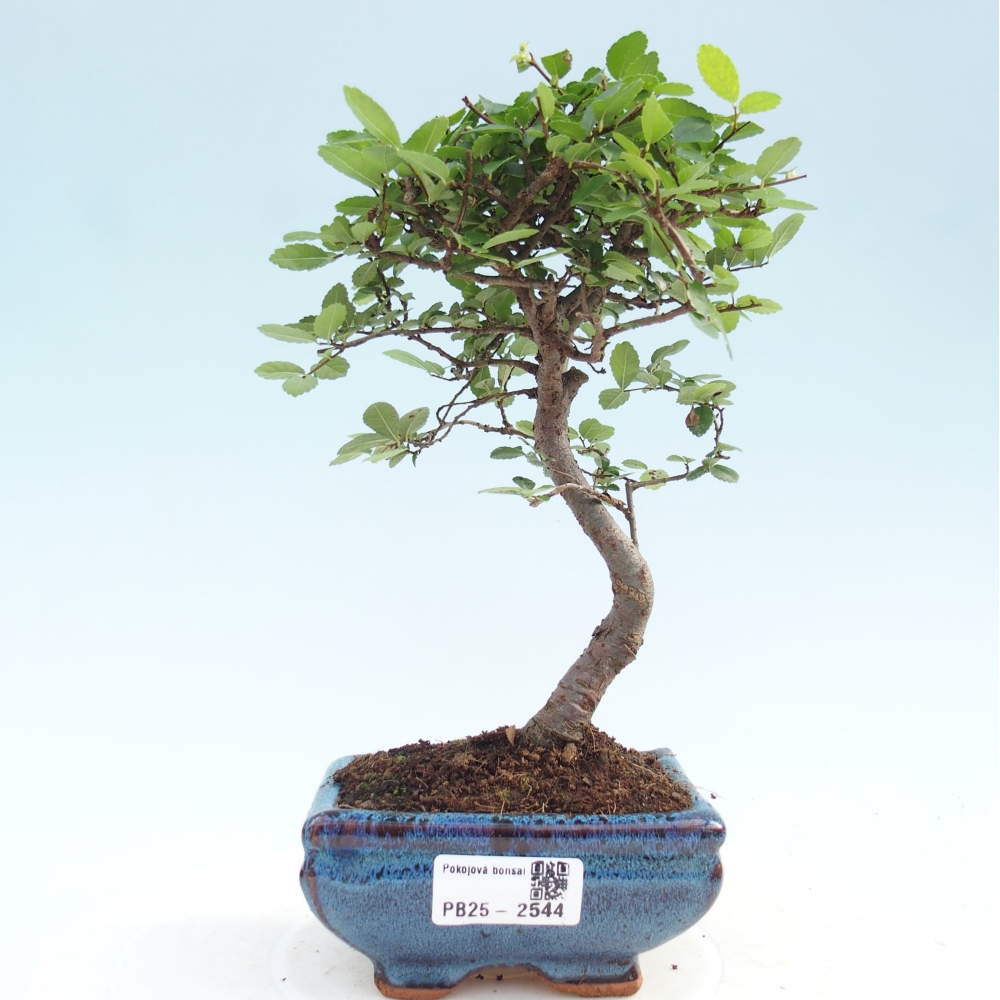 Indoor bonsai - Ulmus parvifolia - Small leaf elm