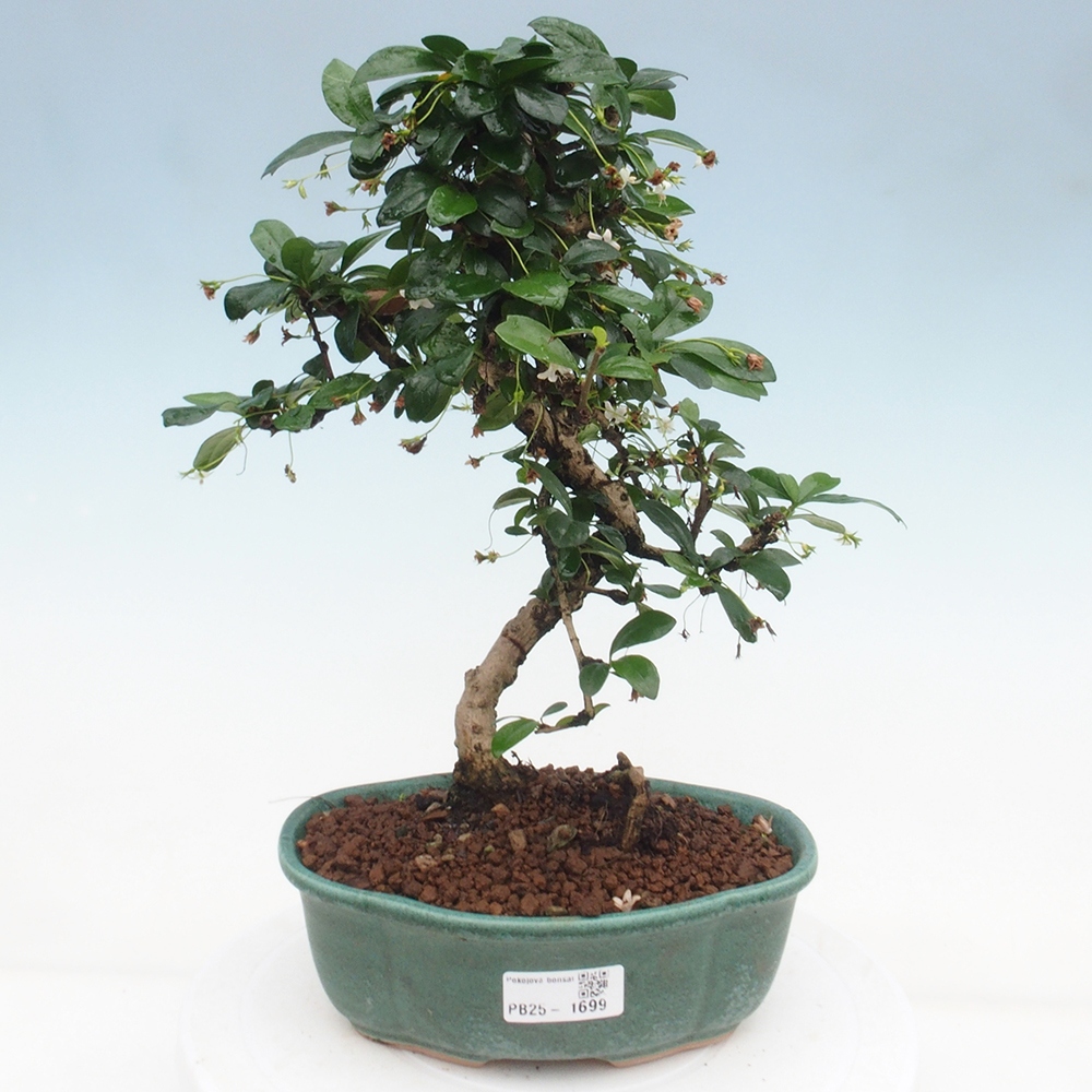 Room bonsai - Carmona macrophylla - Tea fuki