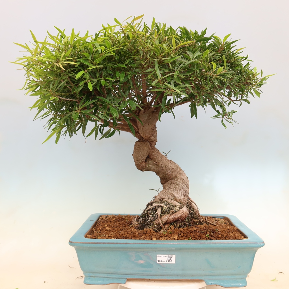 Room bonsai - Ficus nerifolia - small-leaved ficus