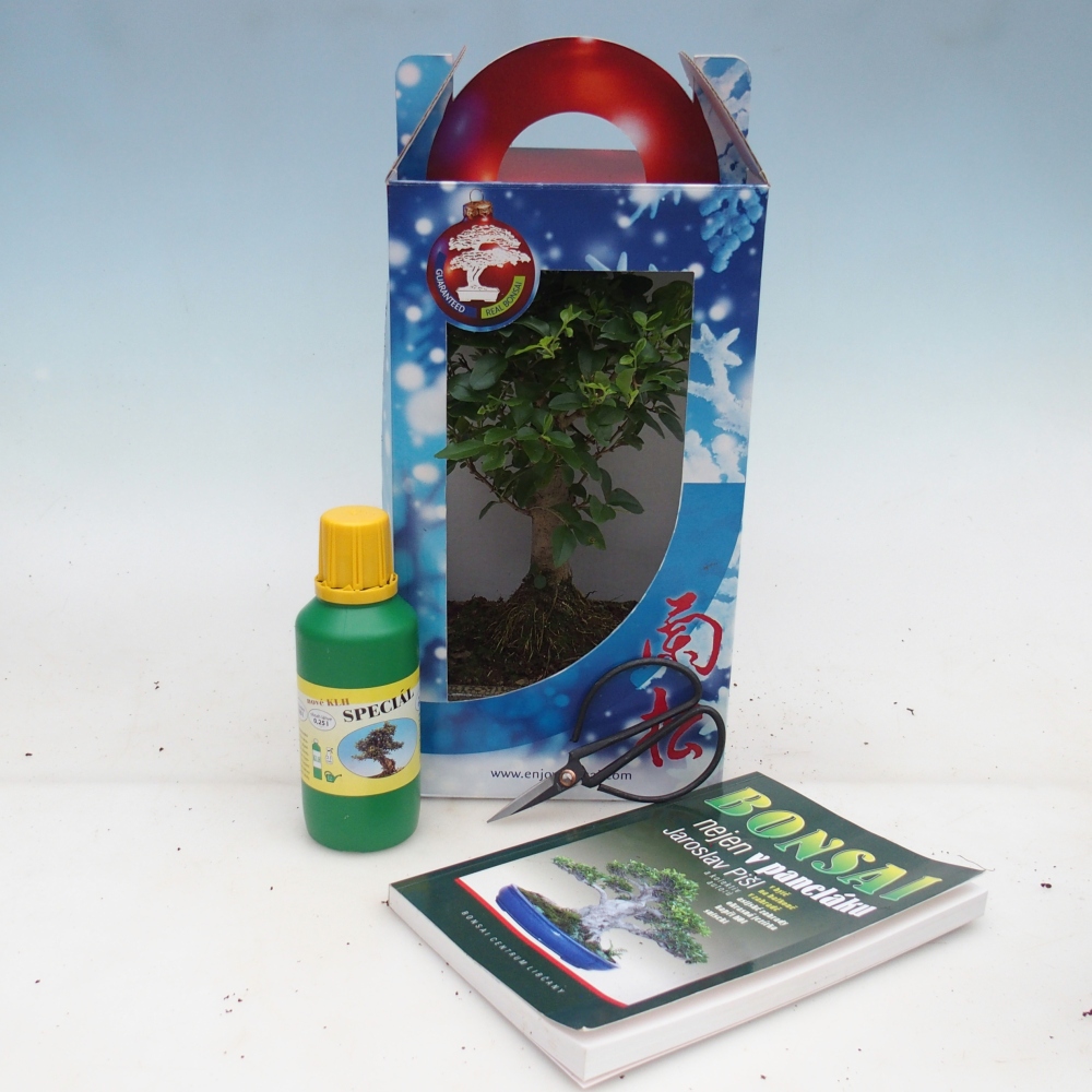 Room bonsai in gift box Ligustrum chinensis - Birds Beak