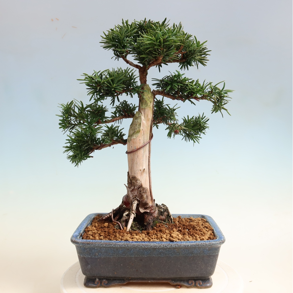 Outdoor Bonsai - Taxus cuspidata  - Japanese Yew
