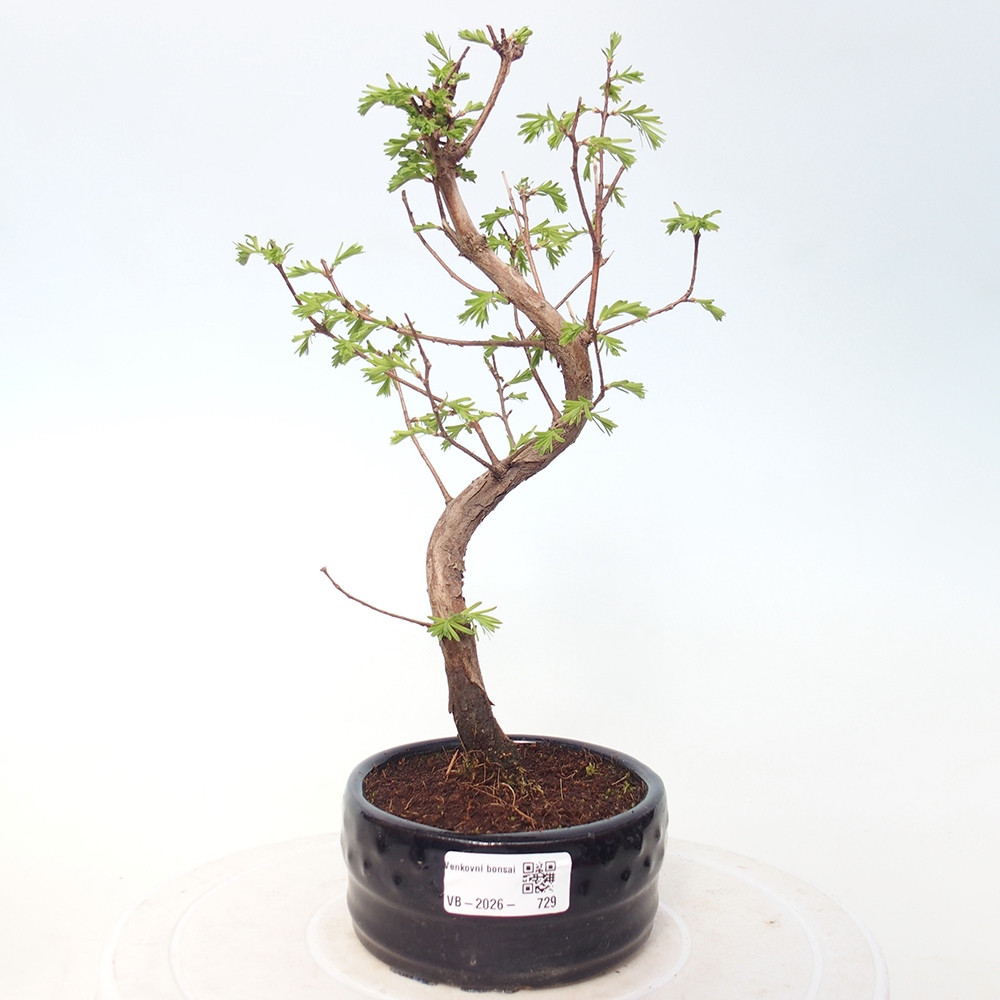 Outdoor bonsai - Metasequoia glyptostroboides - Chinese Metasequoia