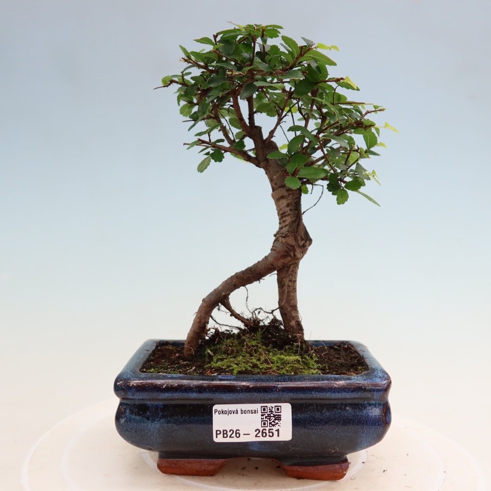 Room bonsai - Ulmus parvifolia - Small-leaved elm