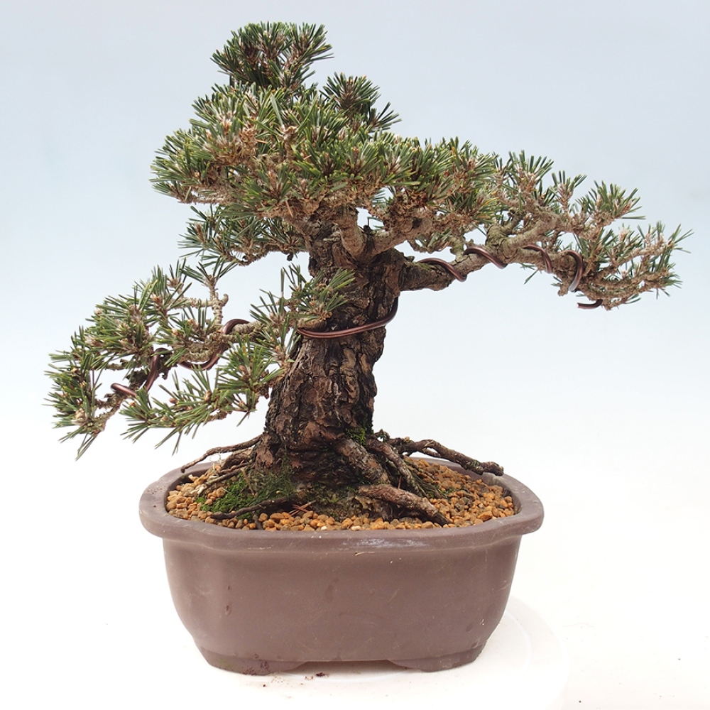 Outdoor bonsai - Pinus thunbergii Kotobuki - Thunberg pine