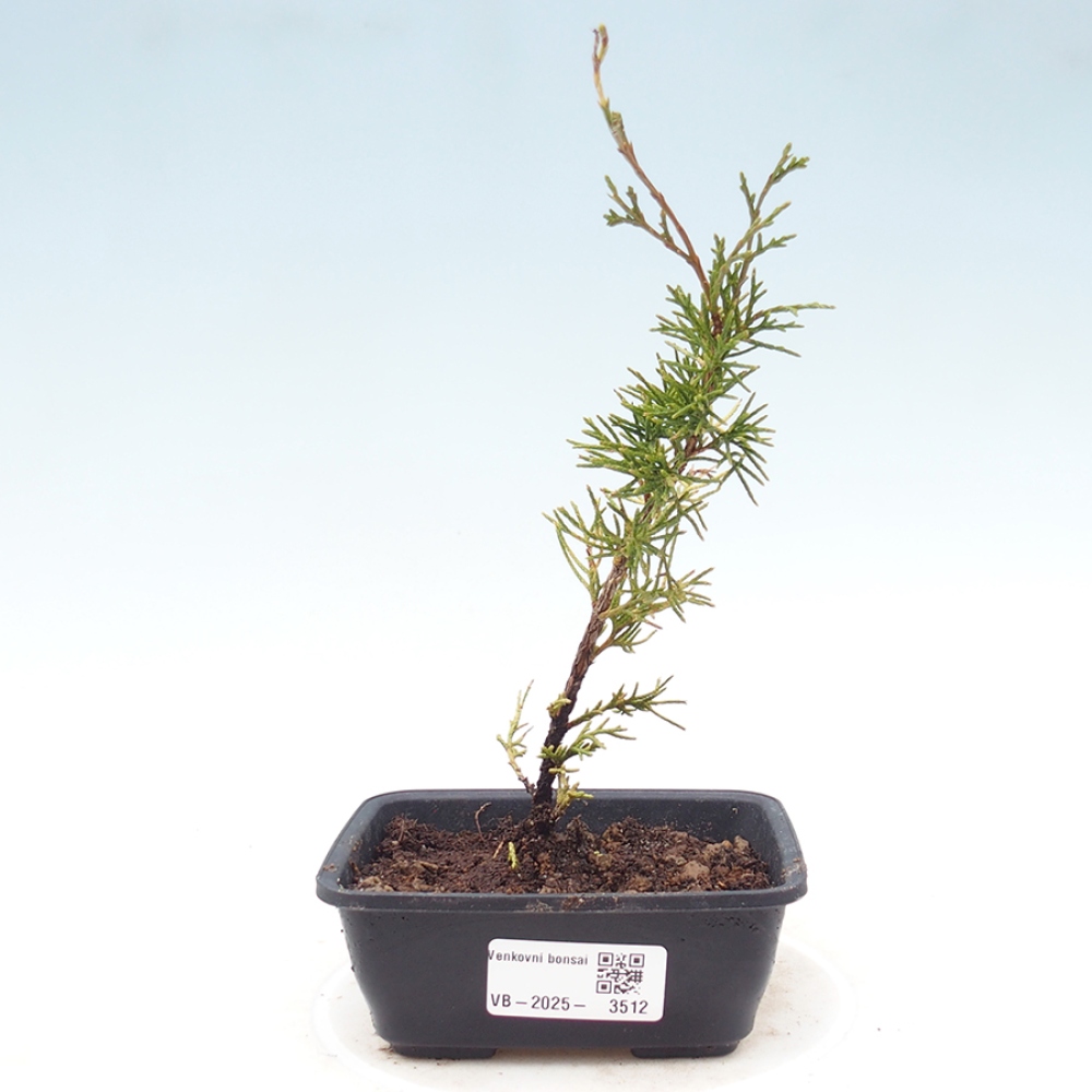Outdoor bonsai - Juniperus chinensis Itoigawa