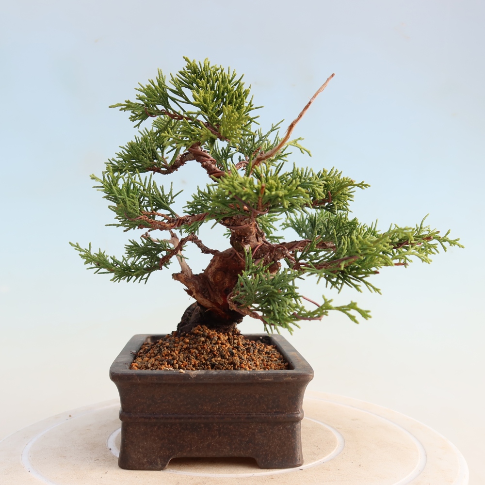 Outdoor bonsai - Juniperus chinensis Itoigawa - Chinese juniper