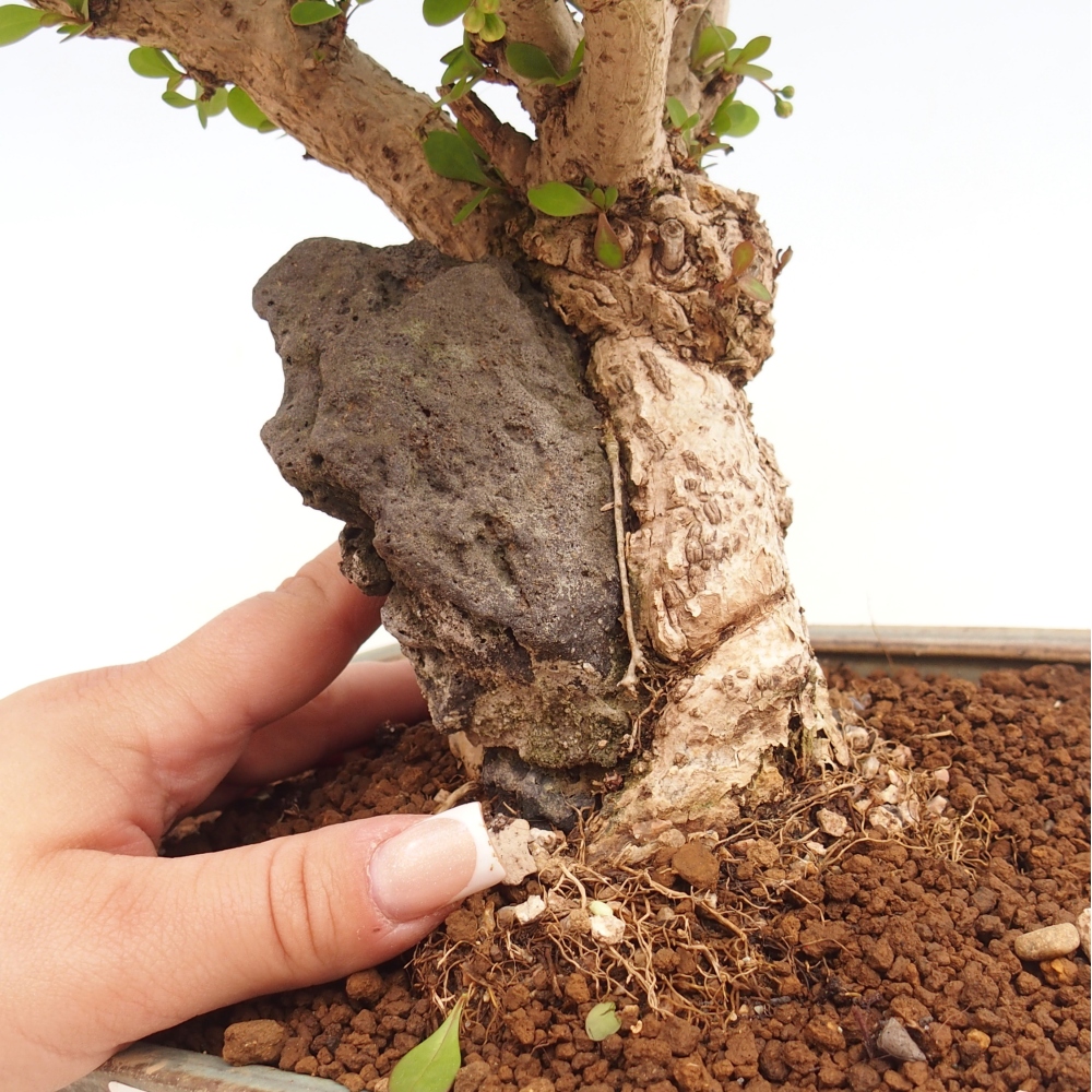 Outdoor bonsai - Berberis coreana
