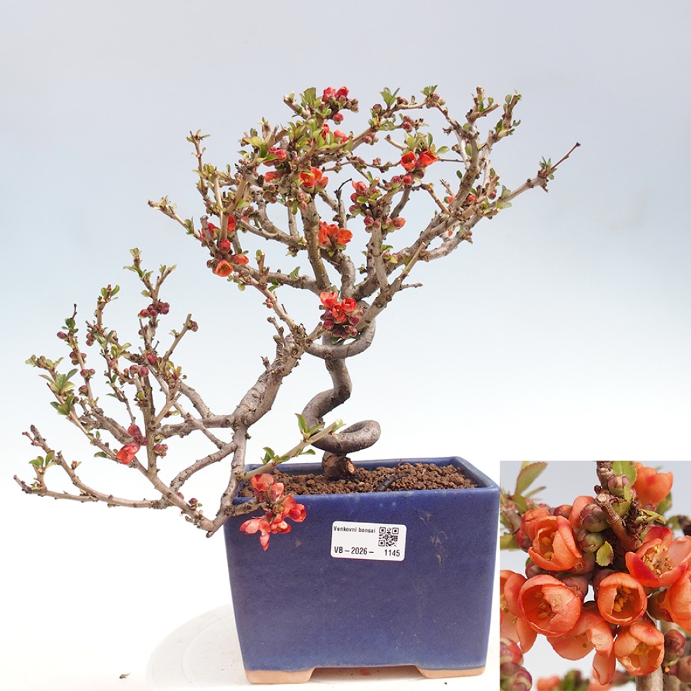 Outdoor bonsai - Chaneomeles sup. Orange Trail - Quince