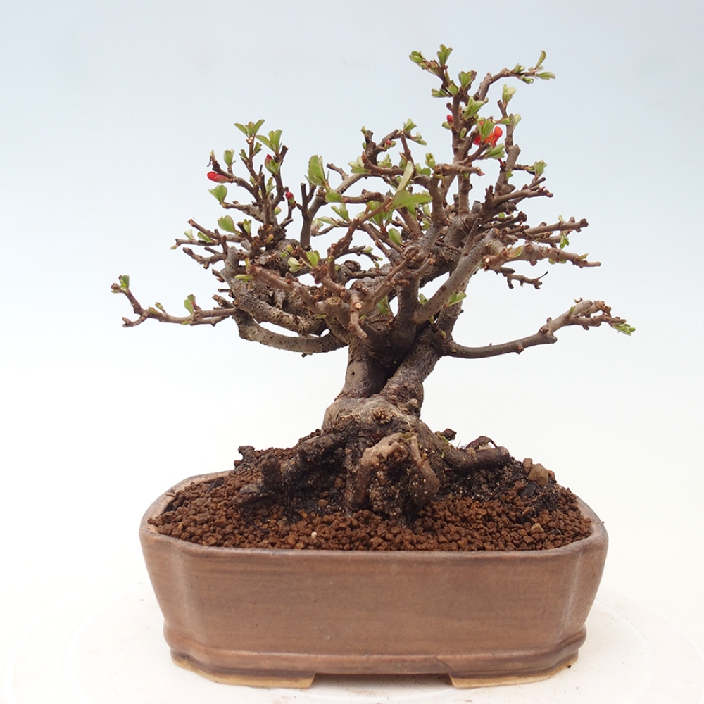 Outdoor bonsai - Chaneomeles speciosa - Quince