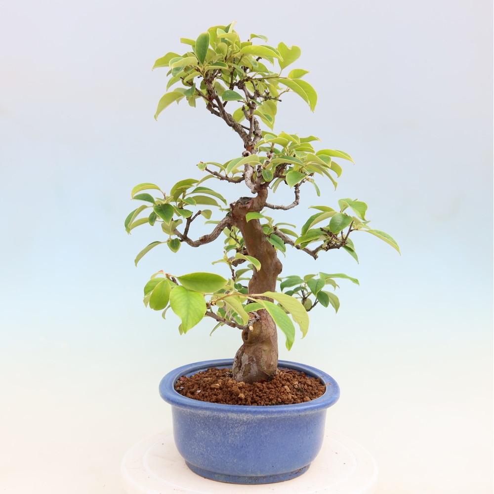 Outdoor bonsai - Pseudocydonia sinensis - Chinese quince