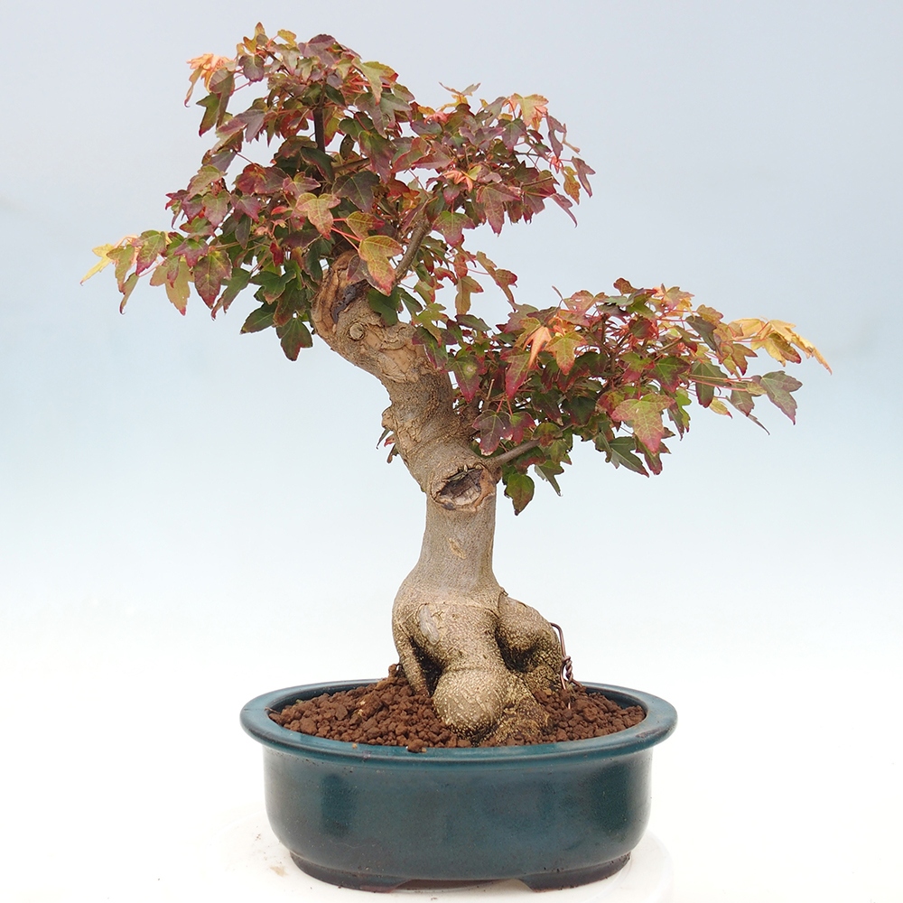 Outdoor bonsai - Maple Buergerianum - Burger Maple