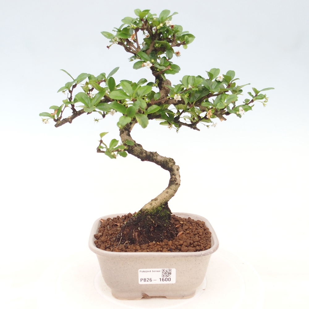 Room bonsai - Carmona macrophylla - Tea fuki