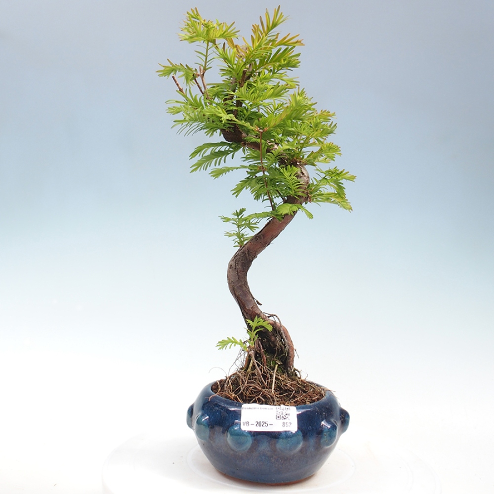 Outdoor bonsai - Metasequoia glyptostroboides - Chinese Metasequoia