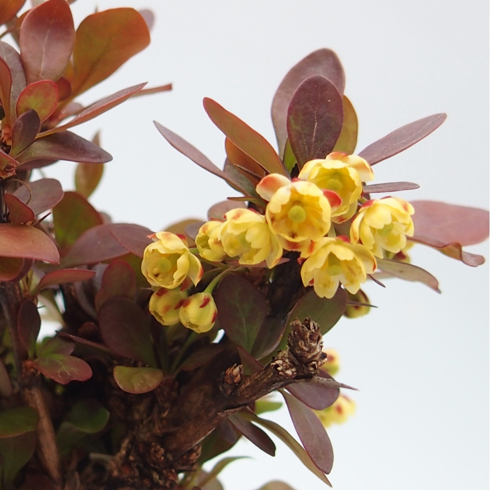 Outdoor bonsai - Berberis Thunbergii Bagatelle