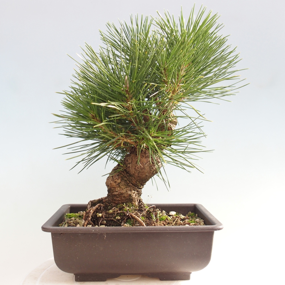 Outdoor bonsai - Pinus thunbergii - Thunberg pine