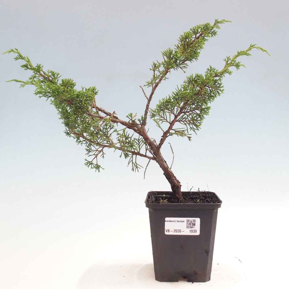 Outdoor bonsai - Juniperus chinensis Itoigawa