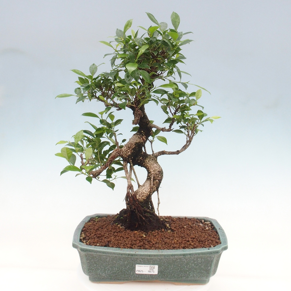Indoor bonsai - Ficus kimmen - small-leaved ficus