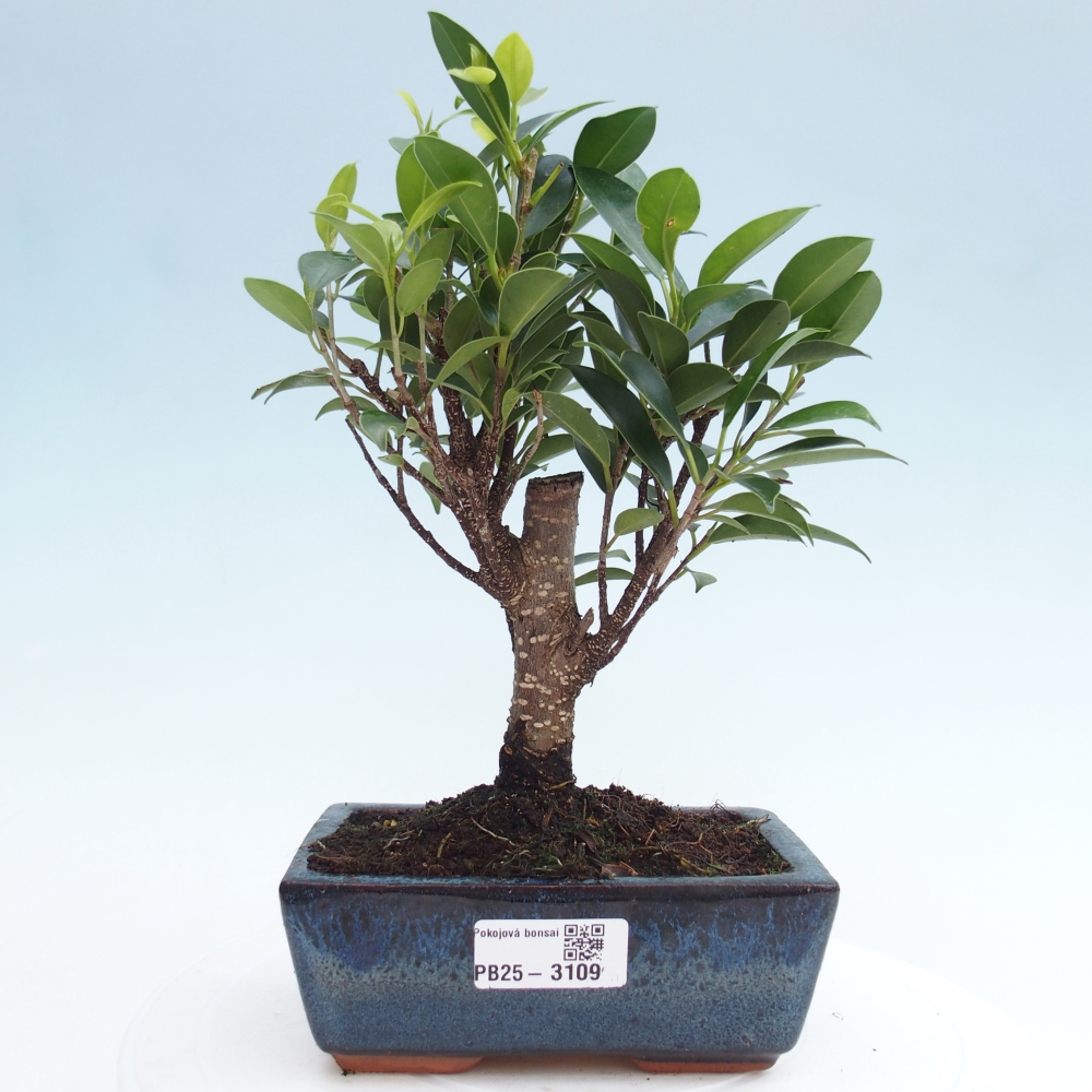 Indoor bonsai - Ficus retusa - small-leaved ficus