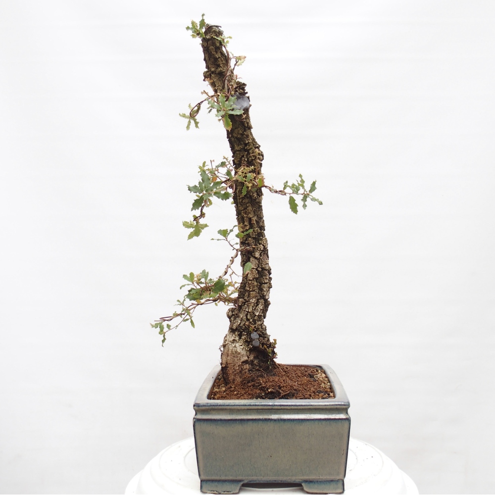 Yamadori - Quercus Ilex - Oak holly