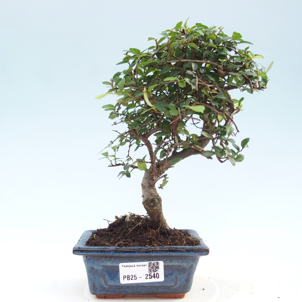 Indoor bonsai - Ulmus parvifolia - Small leaf elm