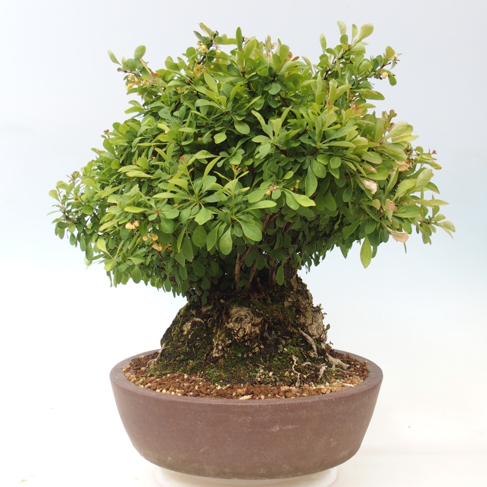 Outdoor bonsai - Barberry - Berberis thunbergii atropurpurea