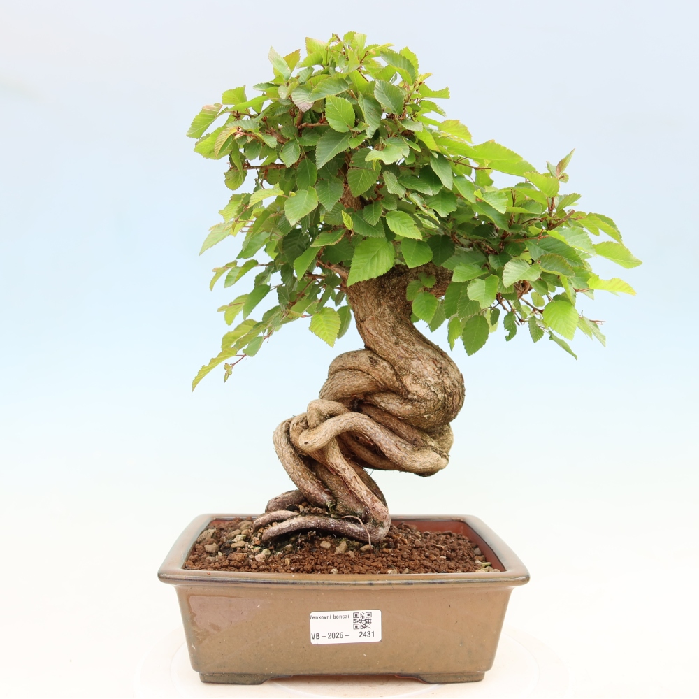 Outdoor bonsai -Carpinus coreana - Korean Hornbeam