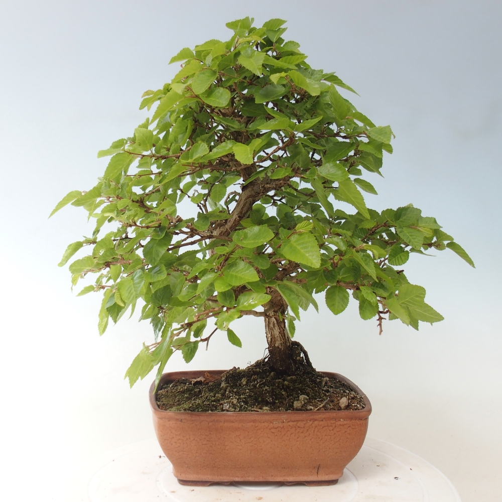 Outdoor bonsai -Carpinus CARPINOIDES - Korean Hornbeam