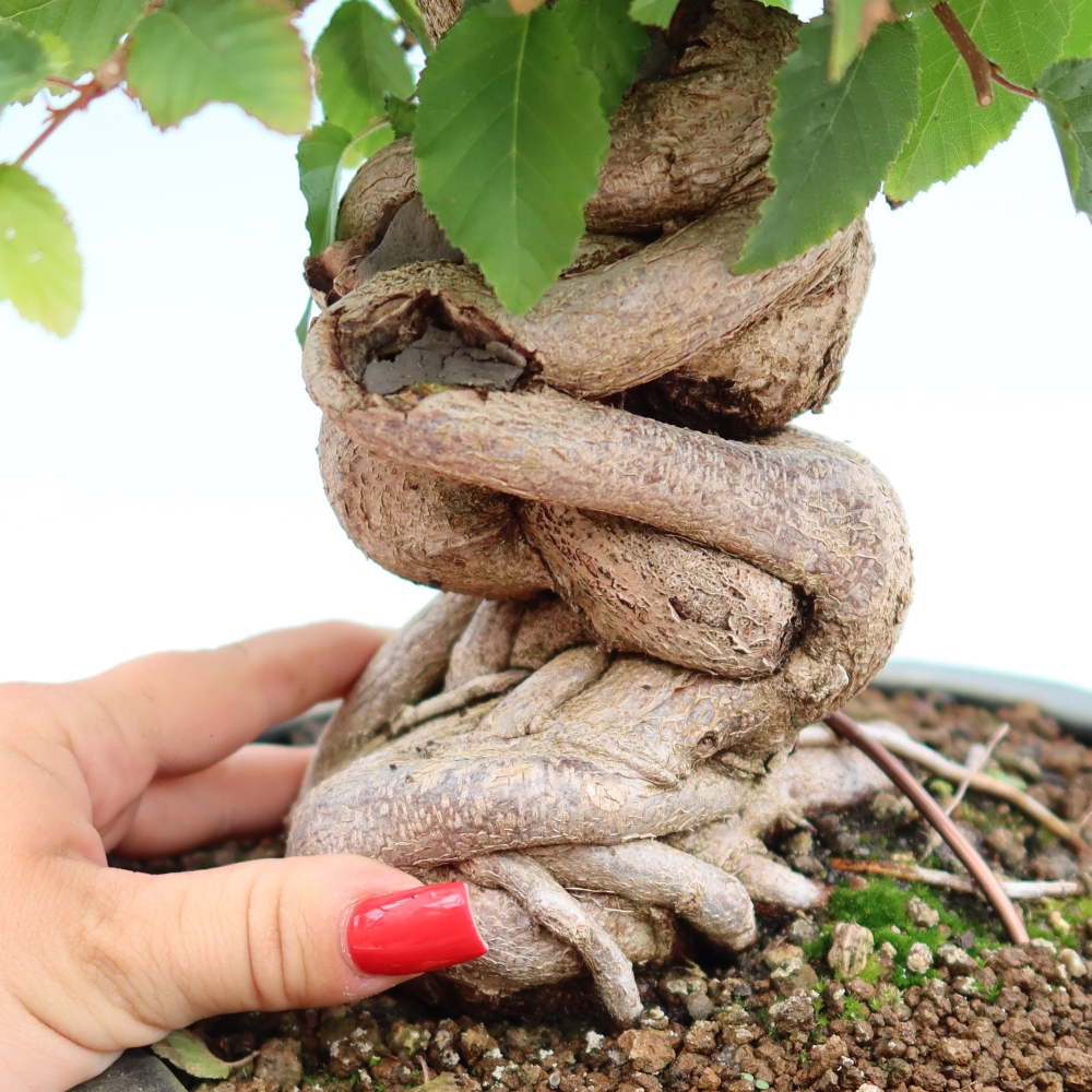 Outdoor bonsai -Carpinus coreana - Korean Hornbeam