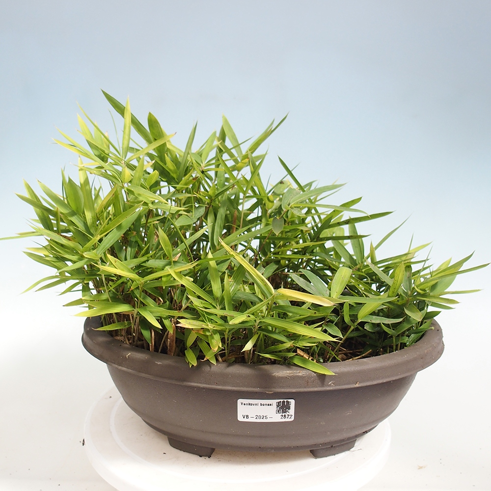 Outdoor bonsai - Pleioblastus argenteostriatus f.pumilus - Dwarf bamboo