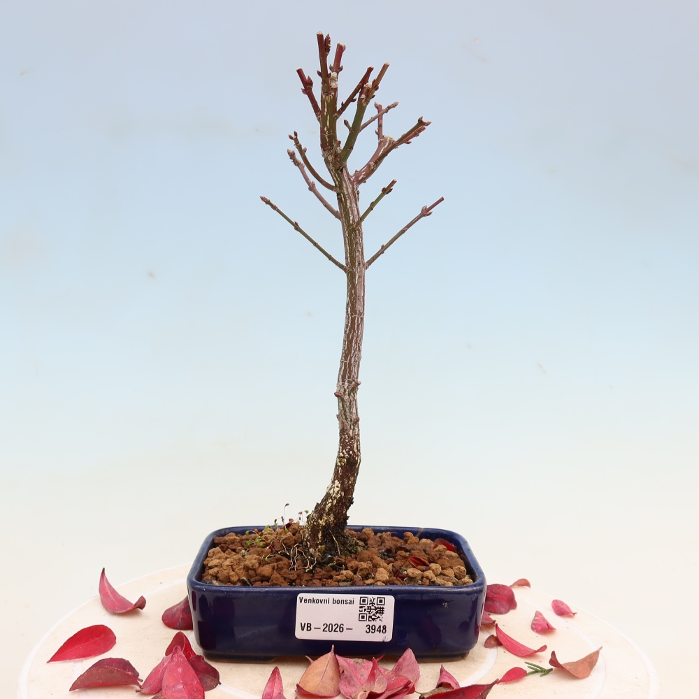 Outdoor Bonsai -  Euonymus alatus comactus  - Winged Spindle Tree