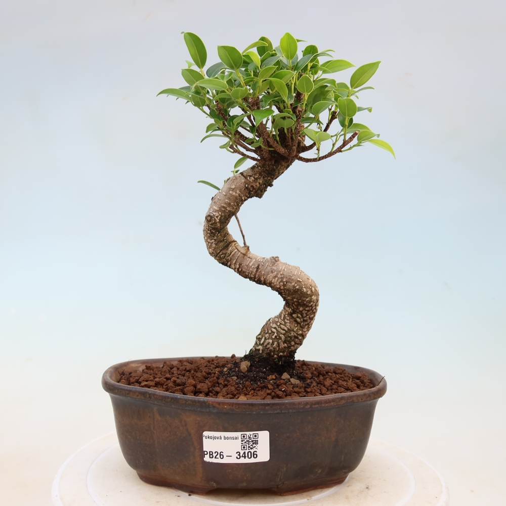 Room bonsai - Ficus kimmen - small-leaved ficus