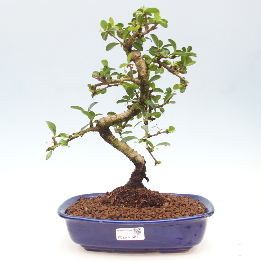 Room bonsai - Carmona macrophylla - Tea fuki