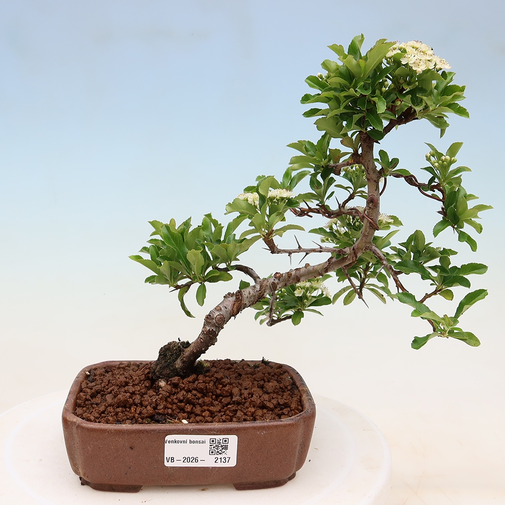 Outdoor Bonsai - Pyracantha teton - Scarlet Firethorn